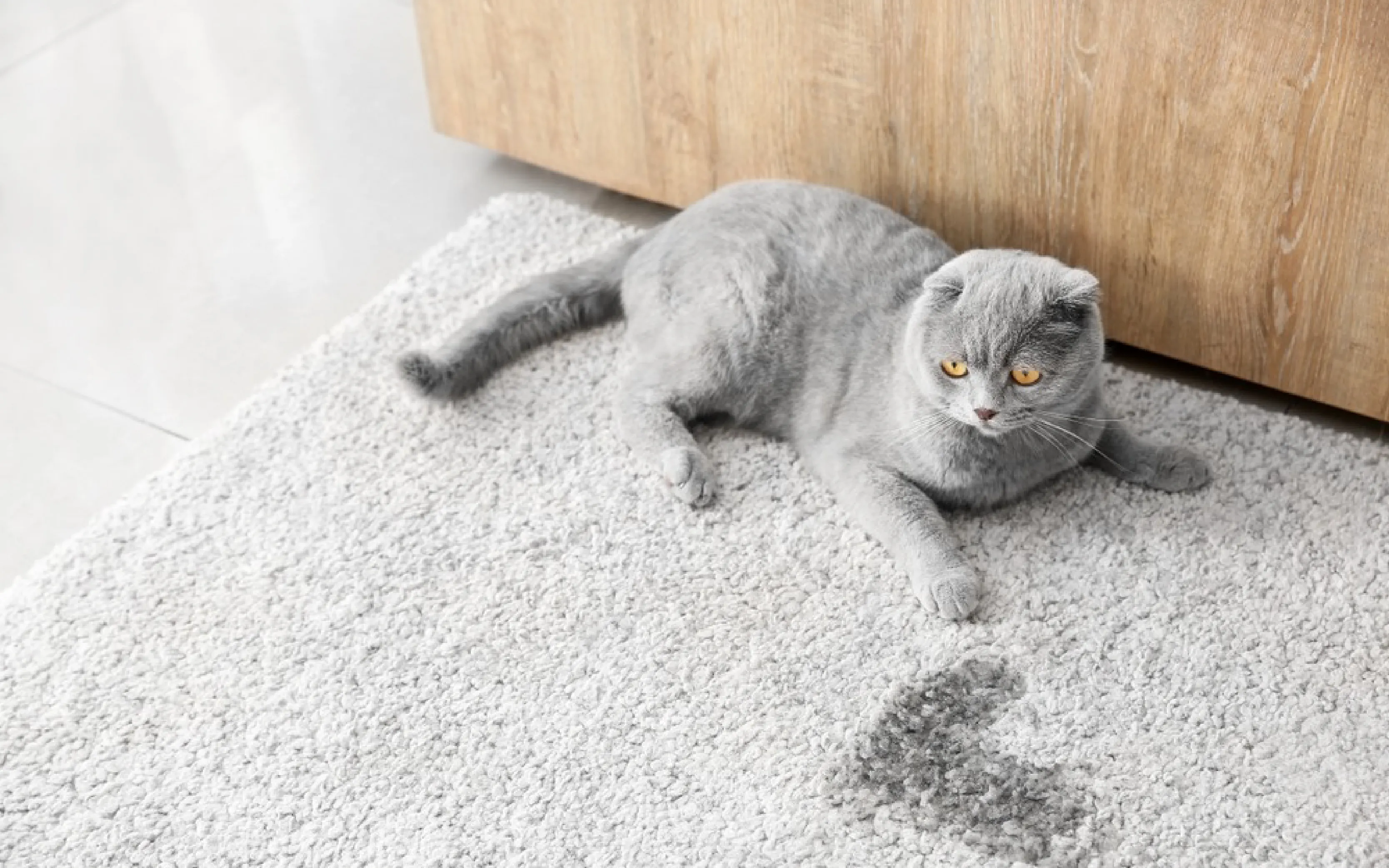 carpet cleaning in Queens, carpet cleaning services in Queens, carpet cleaning Queens, carpet cleaners in Queens, carpet cleaners services in Queens, commercial carpet cleaning, commercial carpet cleaning in Queens, Queens rug cleaners, rug cleaning services in Queens, same day carpet cleaning, same day rug cleaning